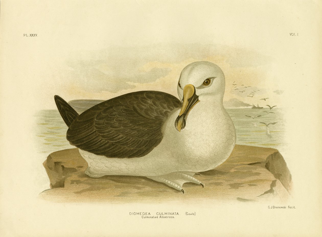 Tepeli Albatros, 1891 by Gracius Broinowski