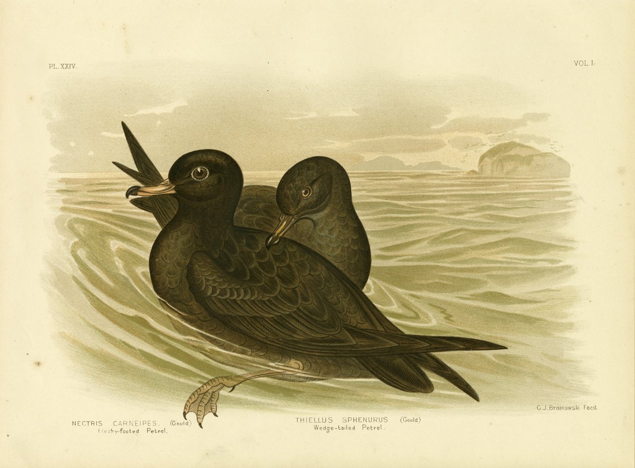 Etli Ayaklı Petrel, 1891 by Gracius Broinowski