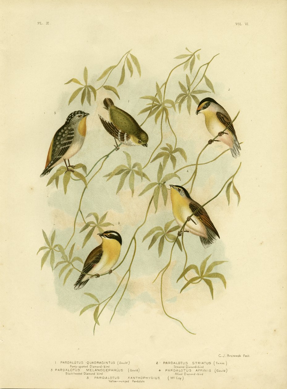 Kırk Benekli Elmas Kuş veya Kırk Benekli Pardalote, 1891 by Gracius Broinowski