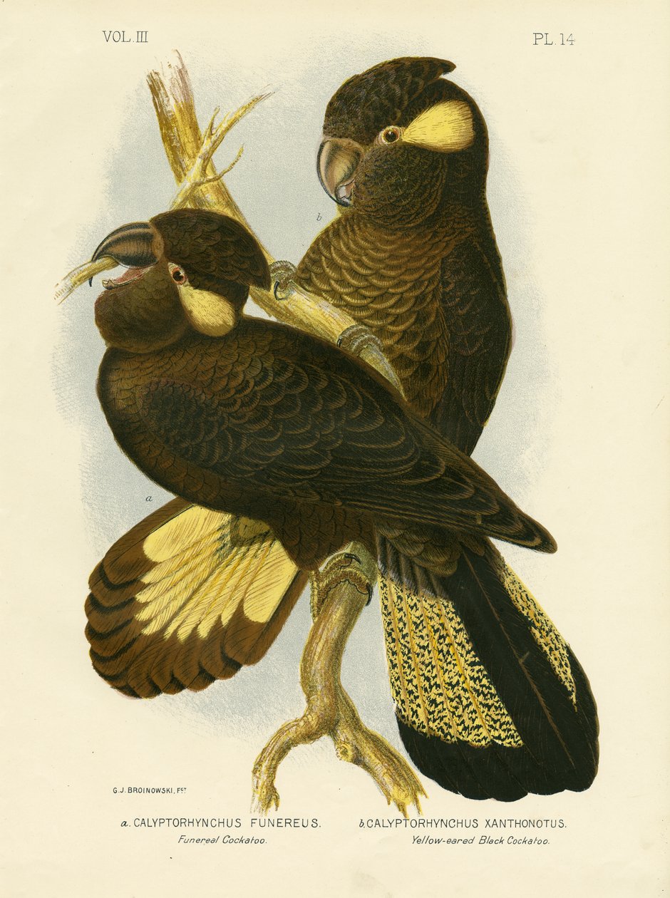 Cenaze Kakadu, 1891 by Gracius Broinowski