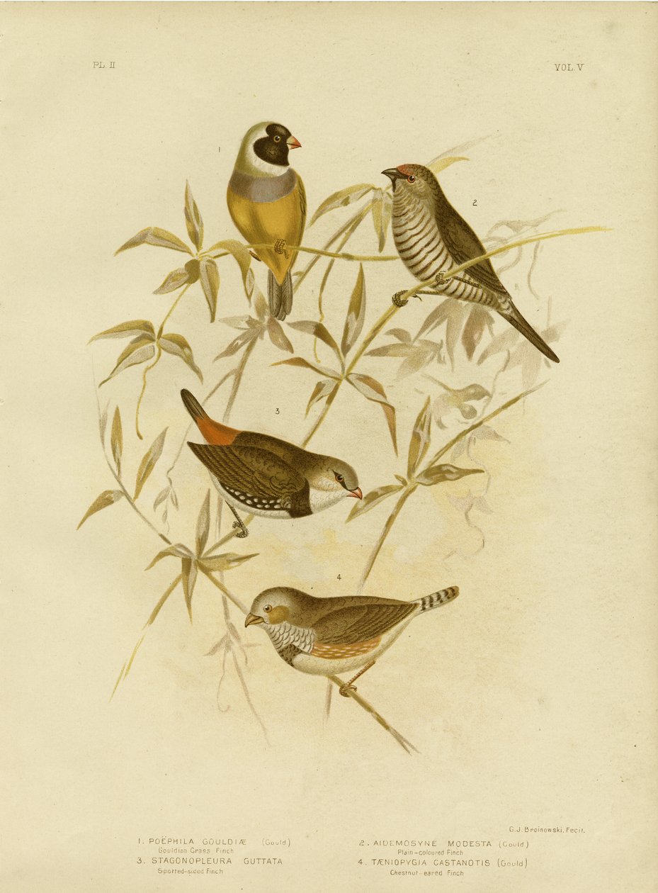 Altın Çim Finch, 1891 by Gracius Broinowski