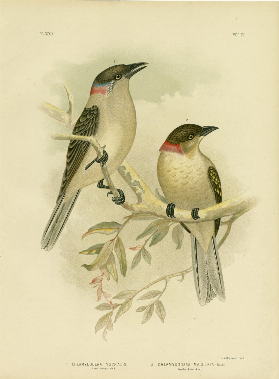 Büyük Bowerbird, 1891 by Gracius Broinowski
