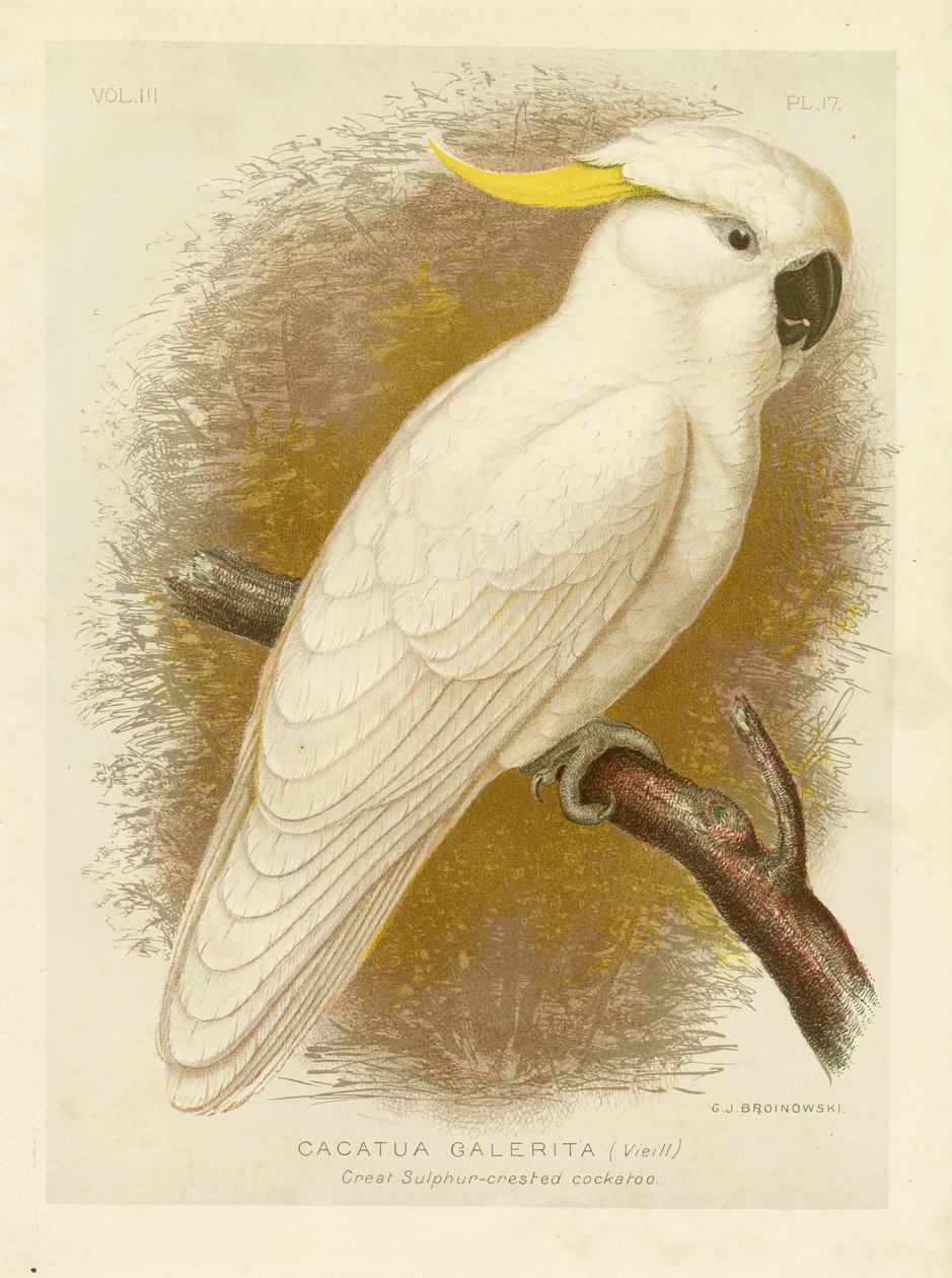 Büyük Kükürt Tepeli Kakadu, 1891 by Gracius Broinowski
