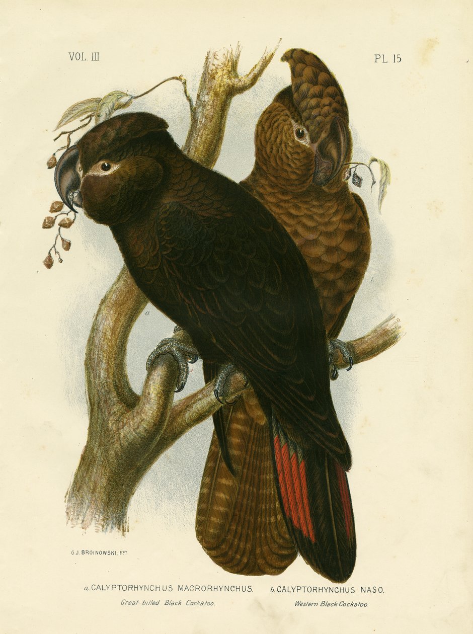 Büyük Gagalı Kara Kakadu, 1891 by Gracius Broinowski
