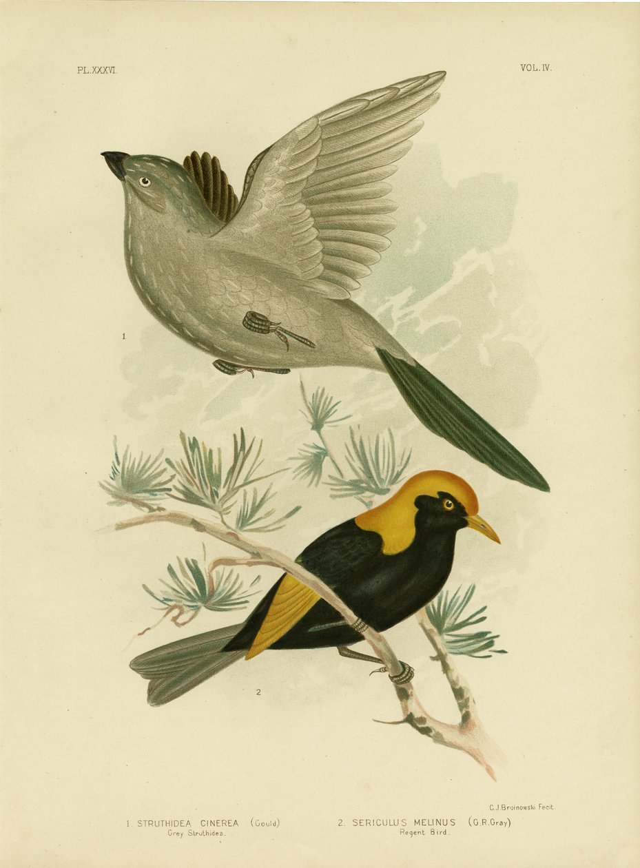 Gri Struthidea Veya Apostlebird, 1891 by Gracius Broinowski