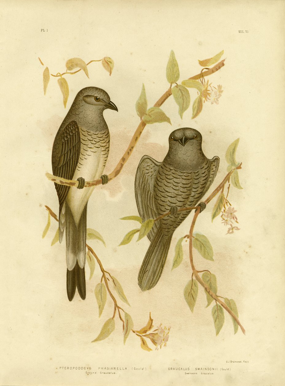 Yer Graucalus veya Yer Guguk Kuşu Örümceği, 1891 by Gracius Broinowski
