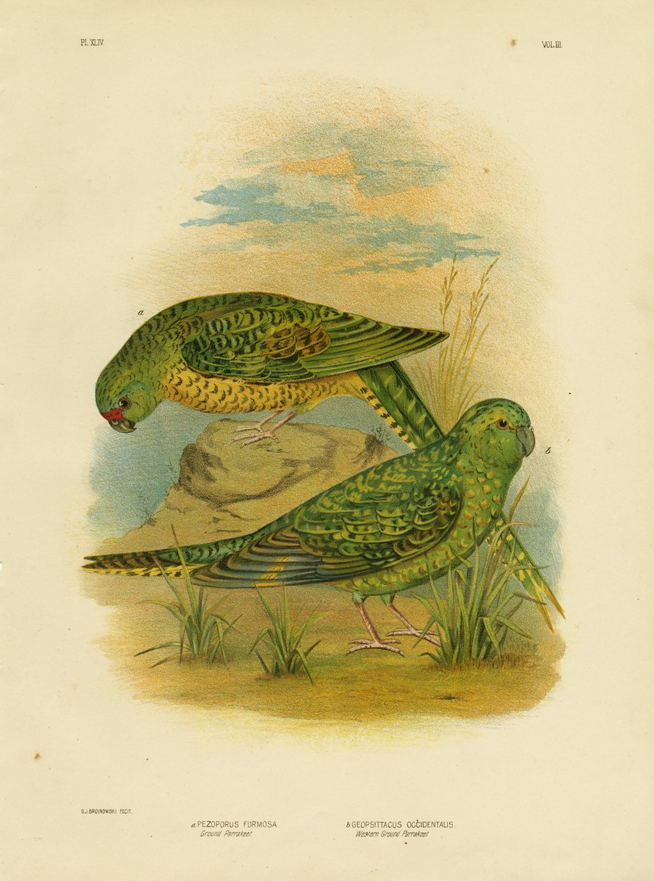 Yer Muhabbet Kuşu, 1891 by Gracius Broinowski
