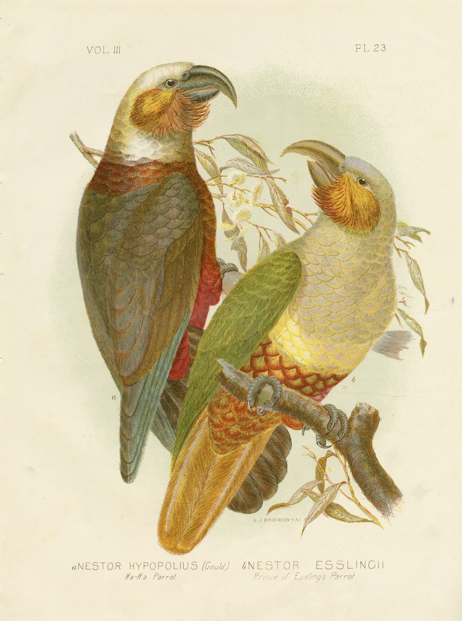 Kaka Papağanı, 1891 by Gracius Broinowski