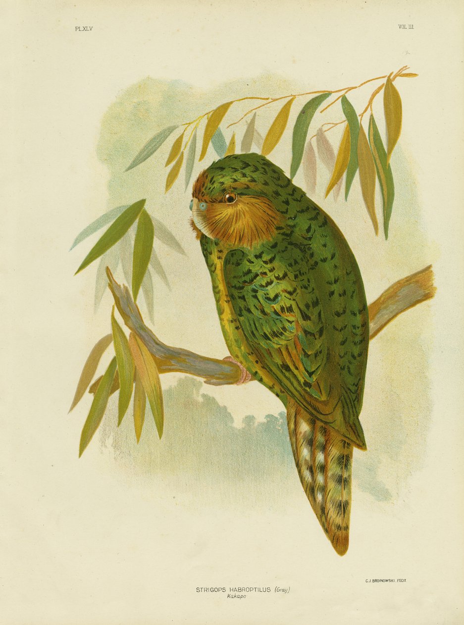 ಕಕಾಪೊ, 1891 ಟರ್ಕ್ by Gracius Broinowski