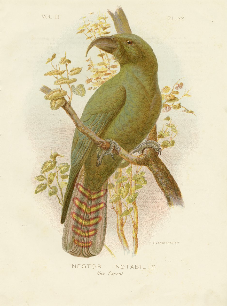 Kea, 1891 by Gracius Broinowski