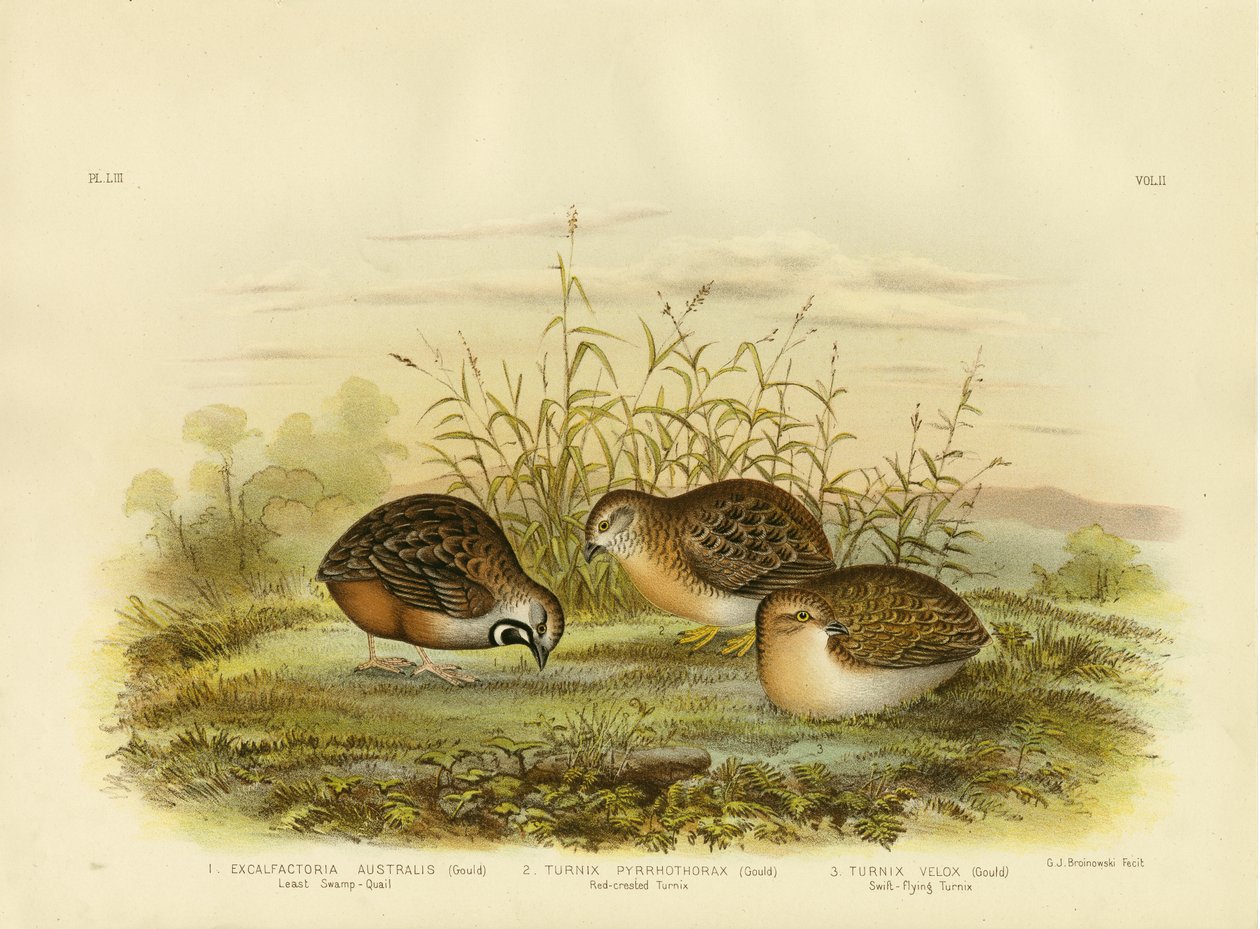 En Küçük Bataklık Bıldırcını, 1891 by Gracius Broinowski