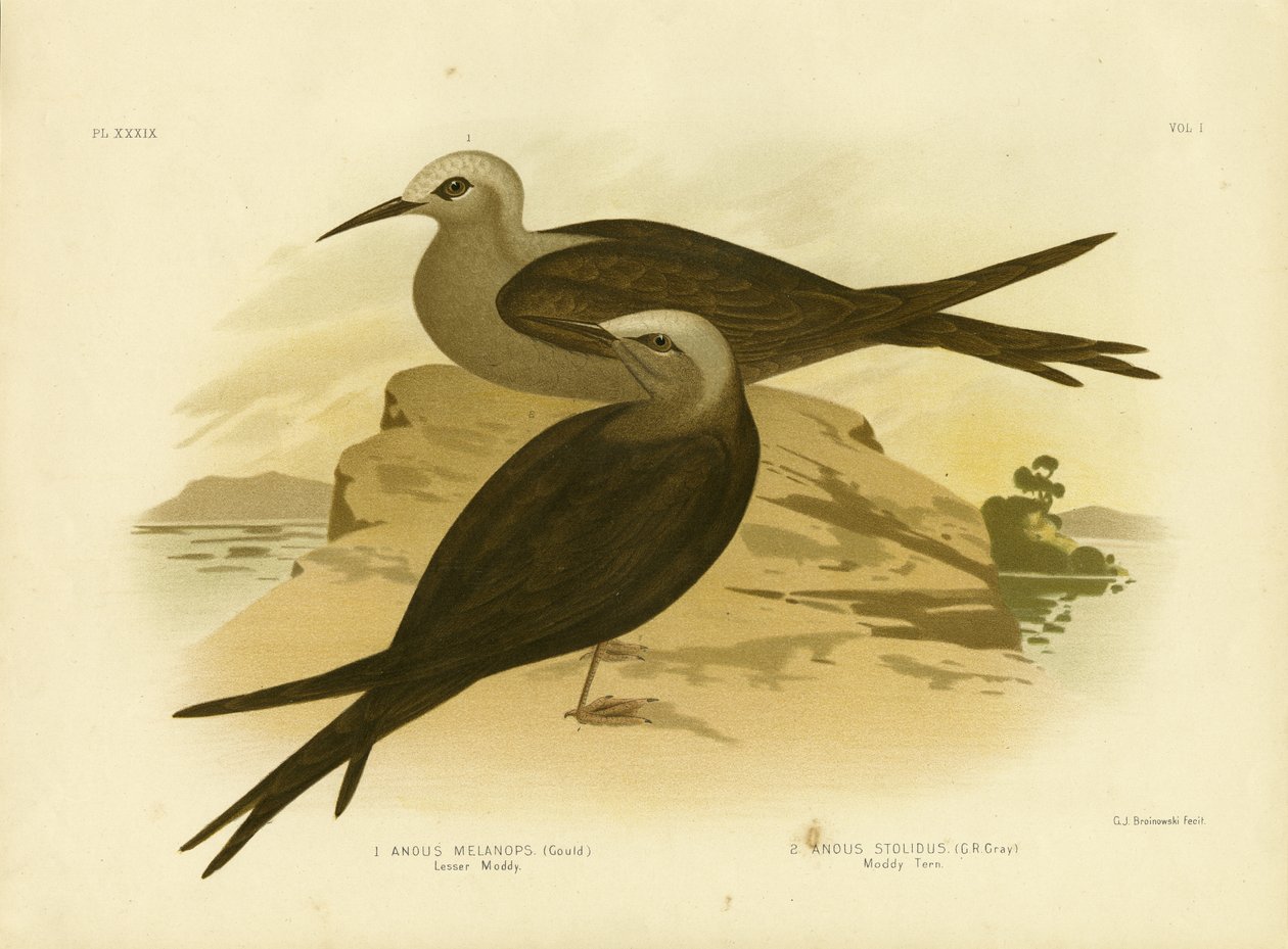 Küçük Noddy, 1891 by Gracius Broinowski