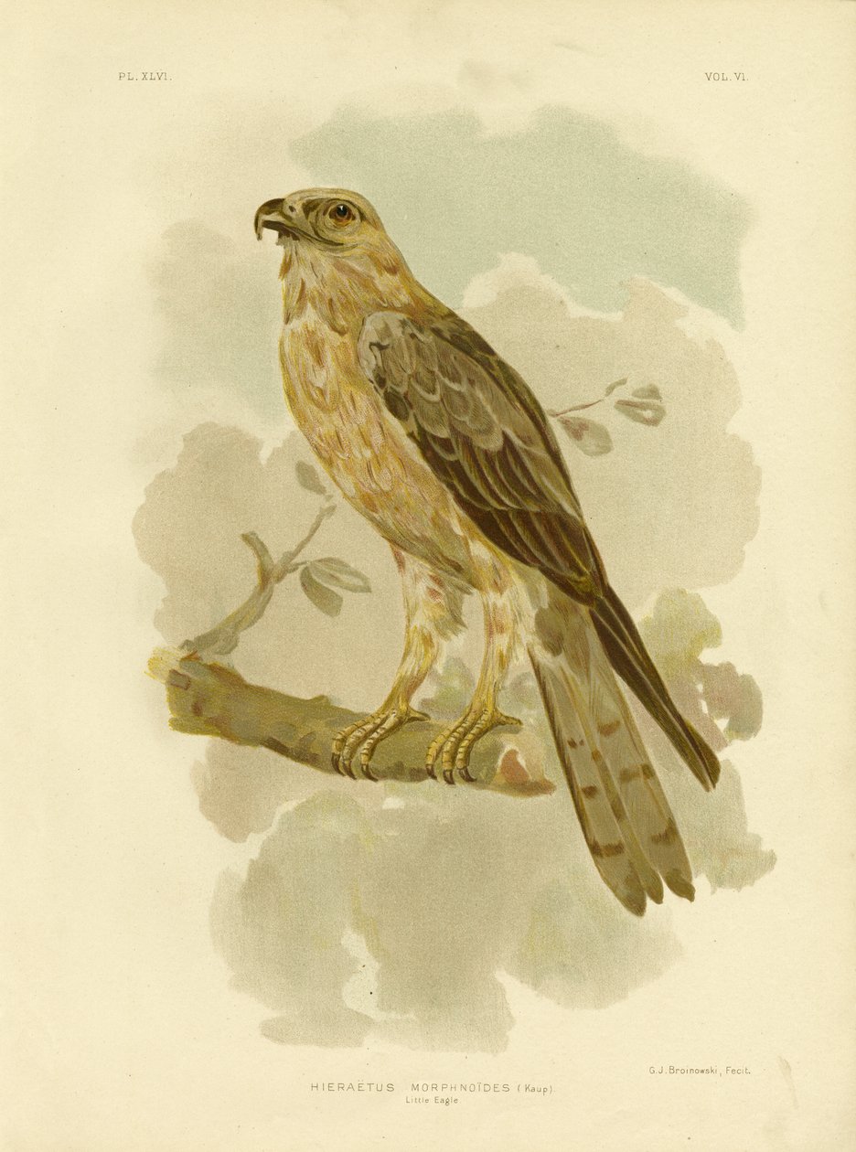 Küçük Kartal, 1891 by Gracius Broinowski
