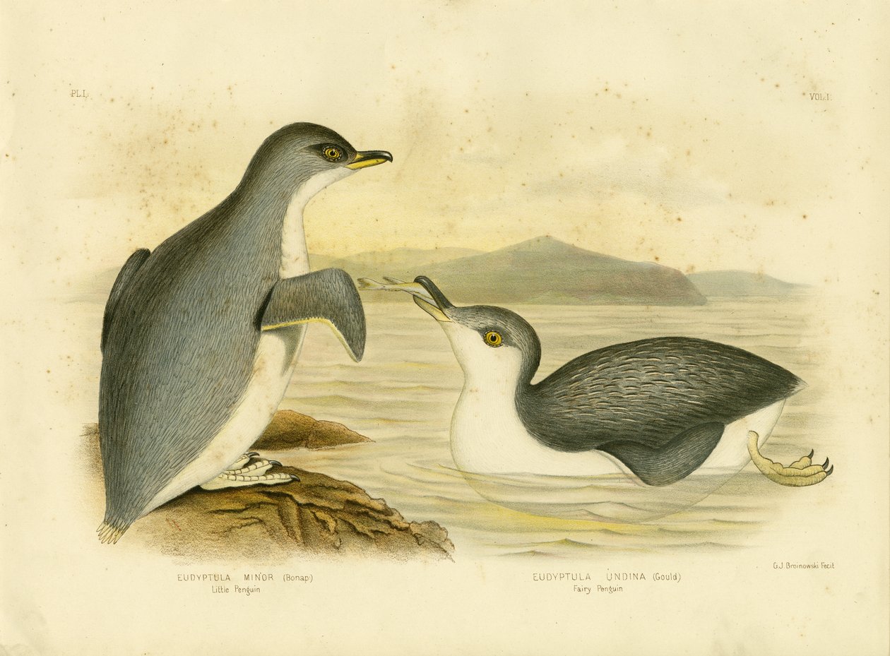 Küçük Penguen, 1891 by Gracius Broinowski