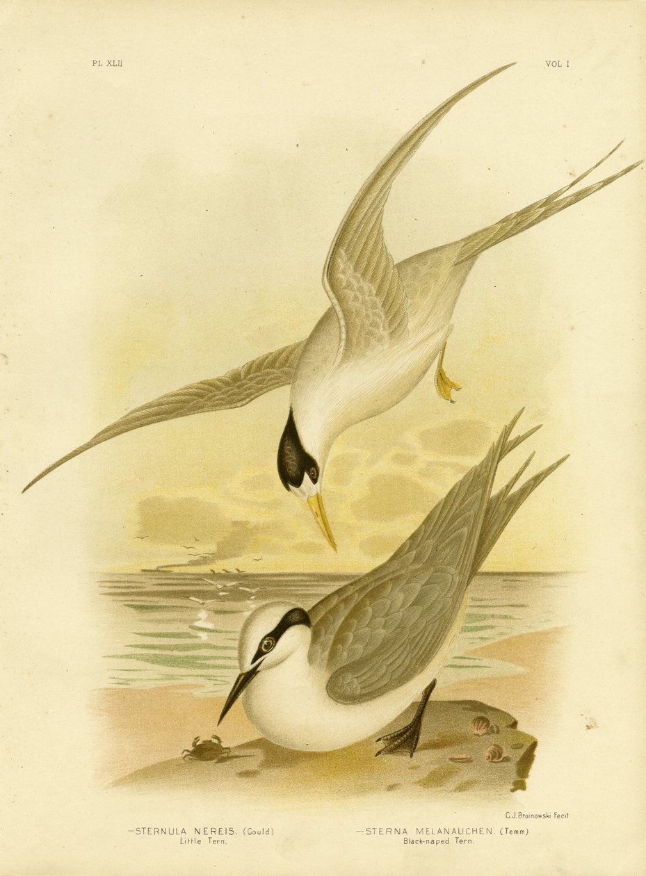 Küçük Sumru, 1891 by Gracius Broinowski
