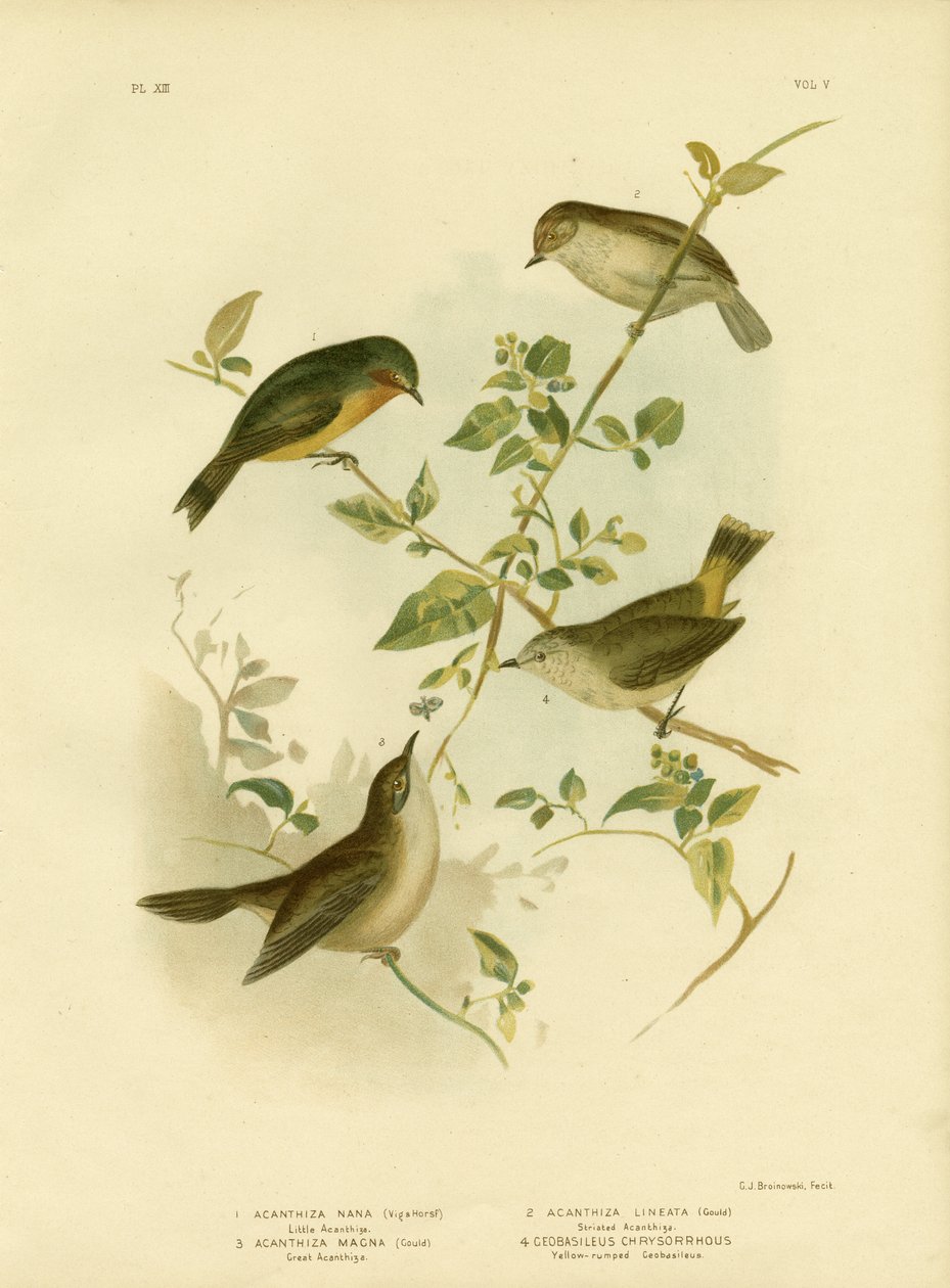 Küçük Diken Gagası Veya Sarı Diken Gagası, 1891 by Gracius Broinowski
