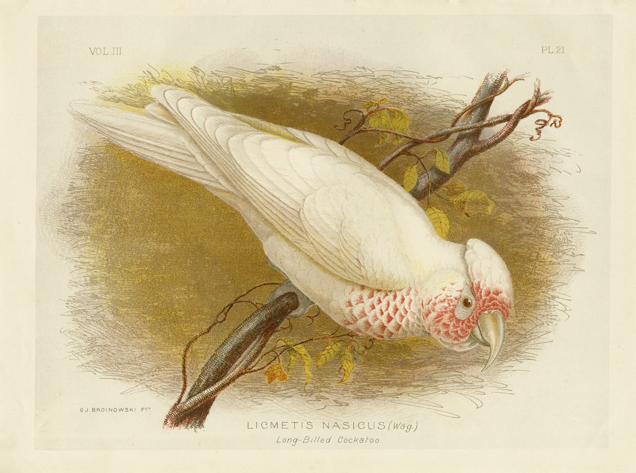ಲಾಂಗ್-ಬಿಲ್ಡ್ ಕಾಕಟೂ, 1891 ಟರ್ಕ್ by Gracius Broinowski