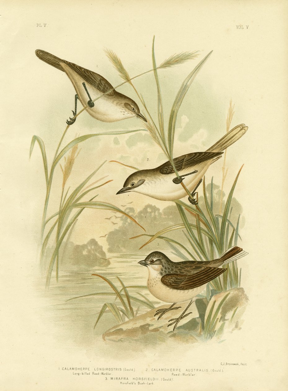 Uzun Faturalı Reed-Warbler, 1891 by Gracius Broinowski
