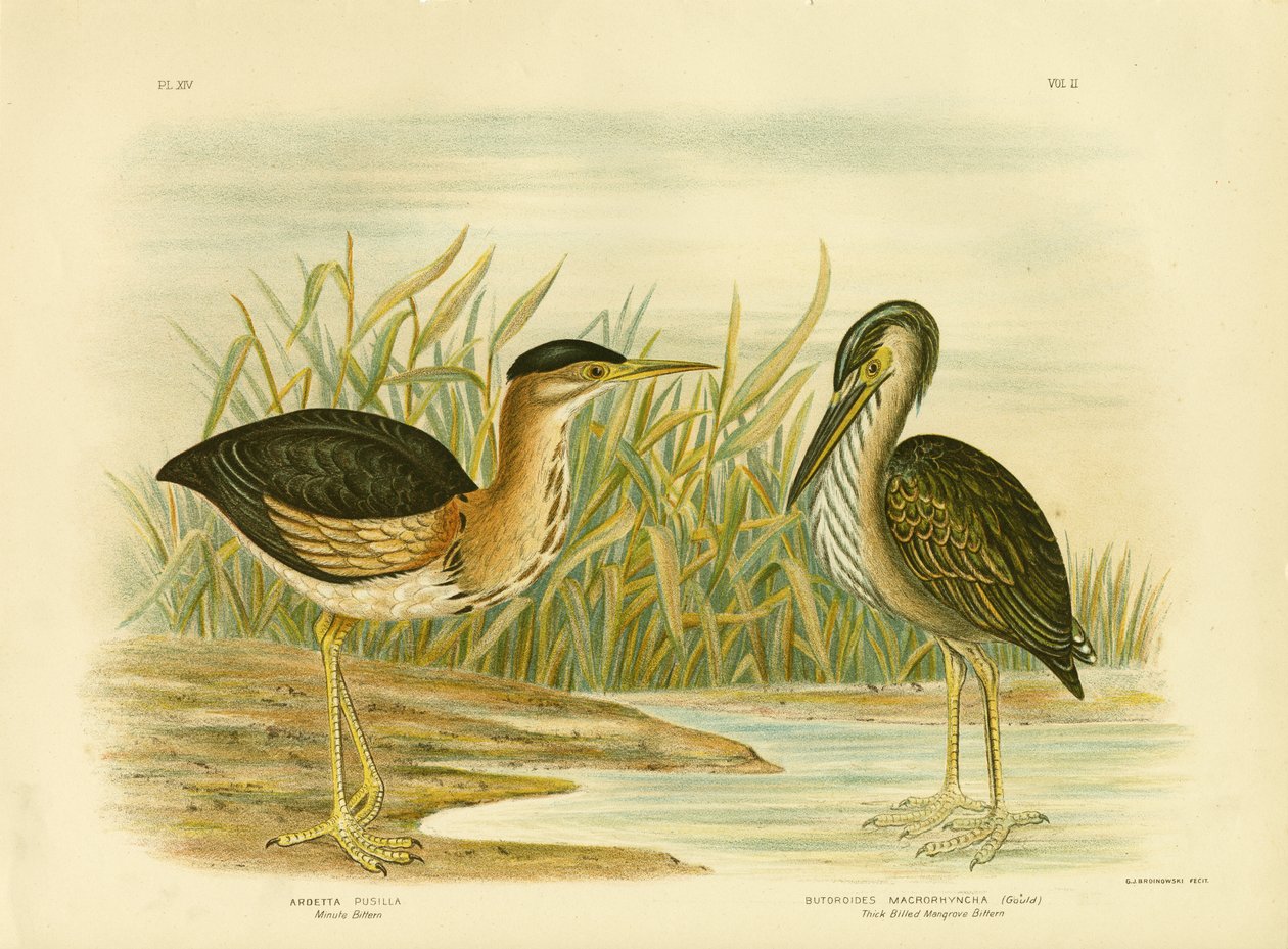 Dakika Acı, 1891 by Gracius Broinowski
