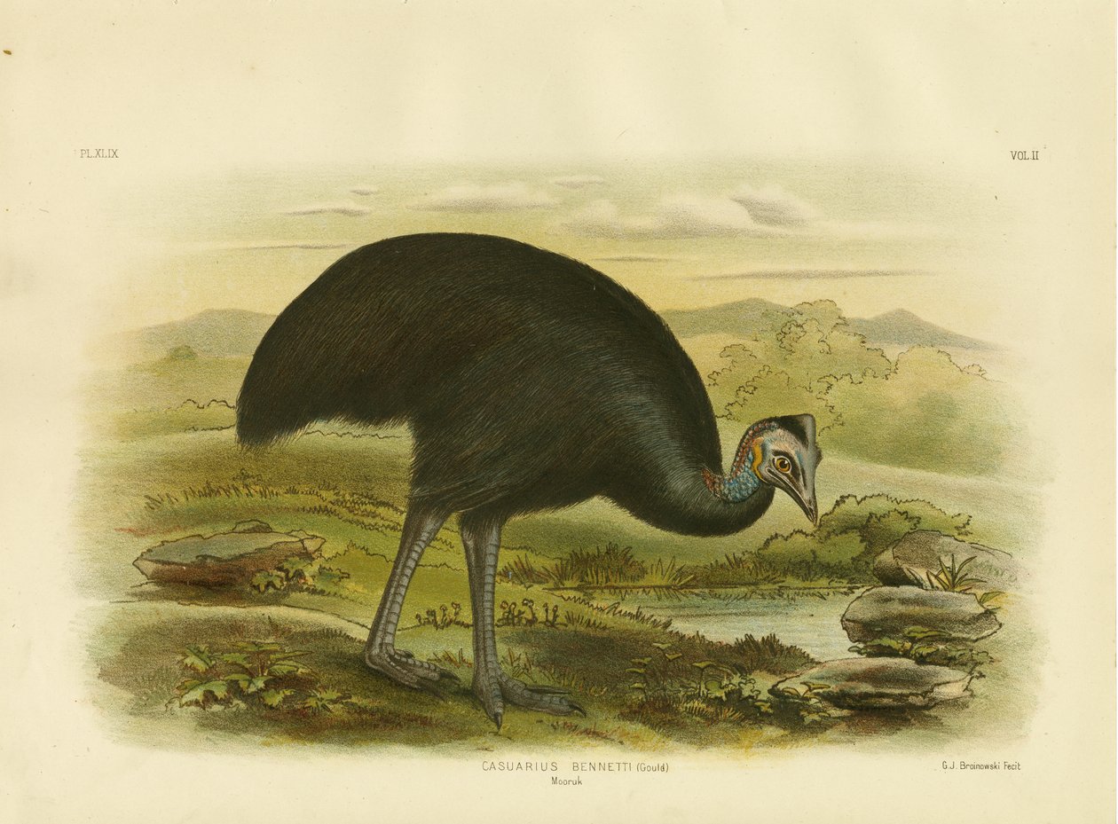 Mooruk, 1891 by Gracius Broinowski