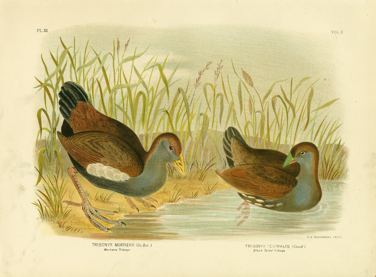 Mortiers Tribonyx veya Tazmanya Nativehen, 1891 by Gracius Broinowski