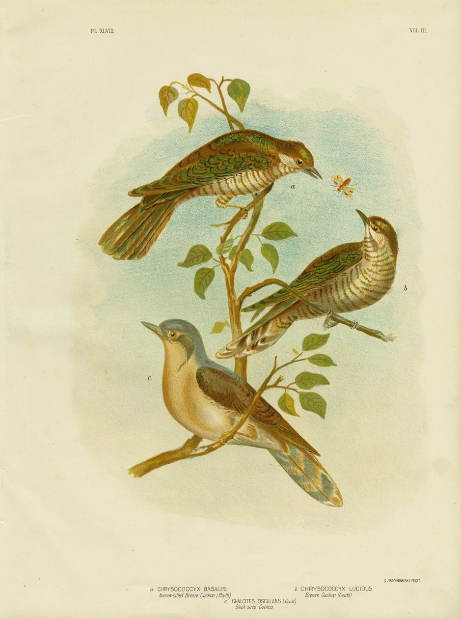 Dar Gagalı Bronz Guguk Kuşu, 1891 by Gracius Broinowski