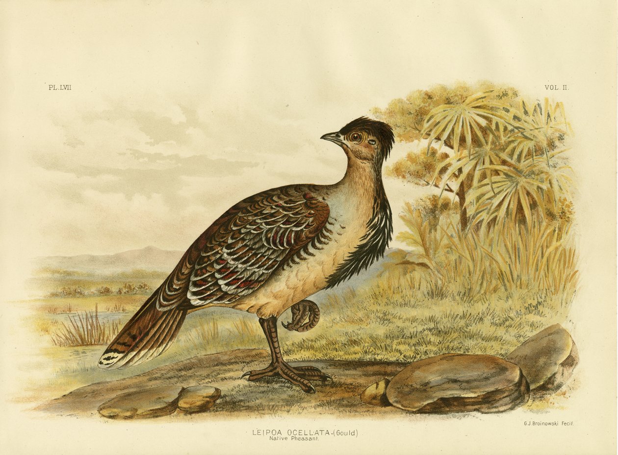 Yerli Sülün Veya Malleefowl, 1891 by Gracius Broinowski