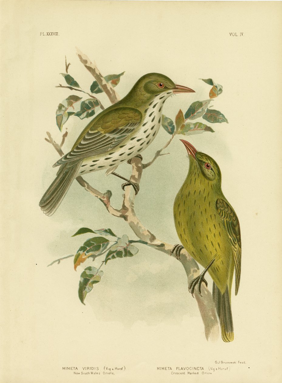 Yeni Güney Galler Oriole Veya Yeşil Oropendola, 1891 by Gracius Broinowski