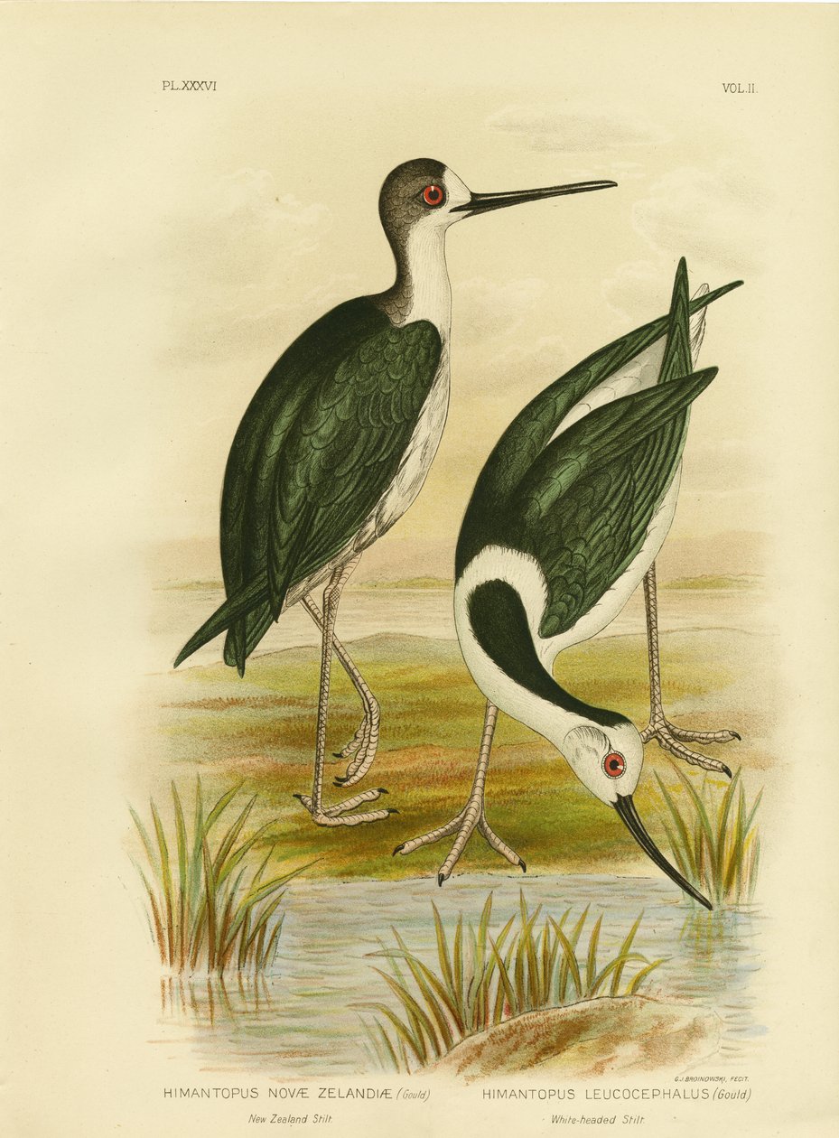 Yeni Zelanda Tepesi, 1891 by Gracius Broinowski
