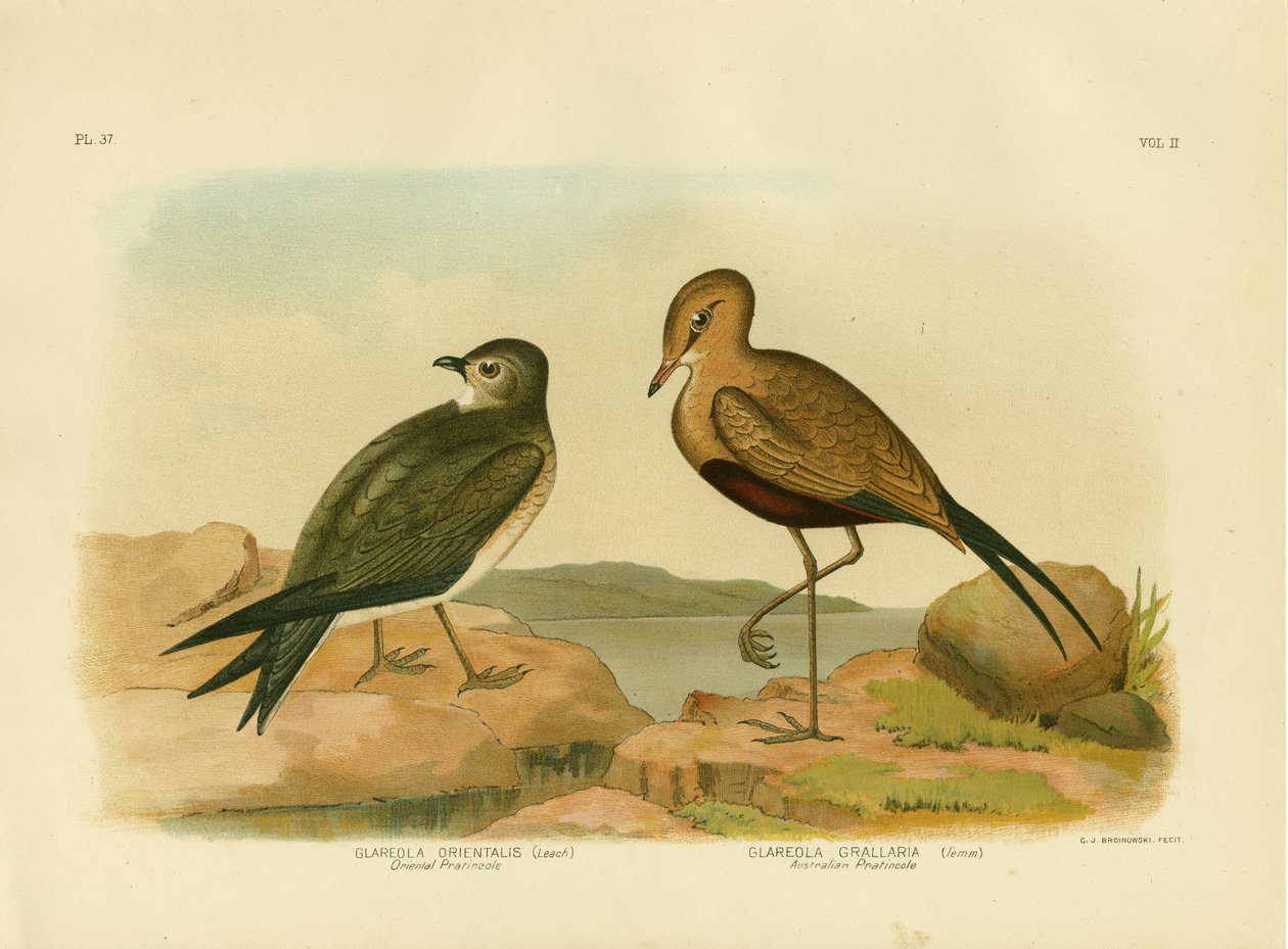 Oryantal Pratincole Veya Küçük Pratincole, 1891 by Gracius Broinowski