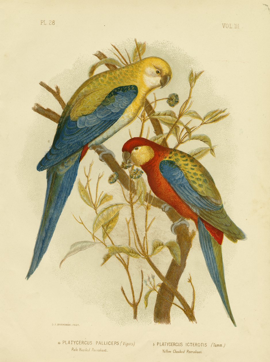 Soluk Başlı Muhabbet Kuşu veya Soluk Başlı Rosella, 1891 by Gracius Broinowski
