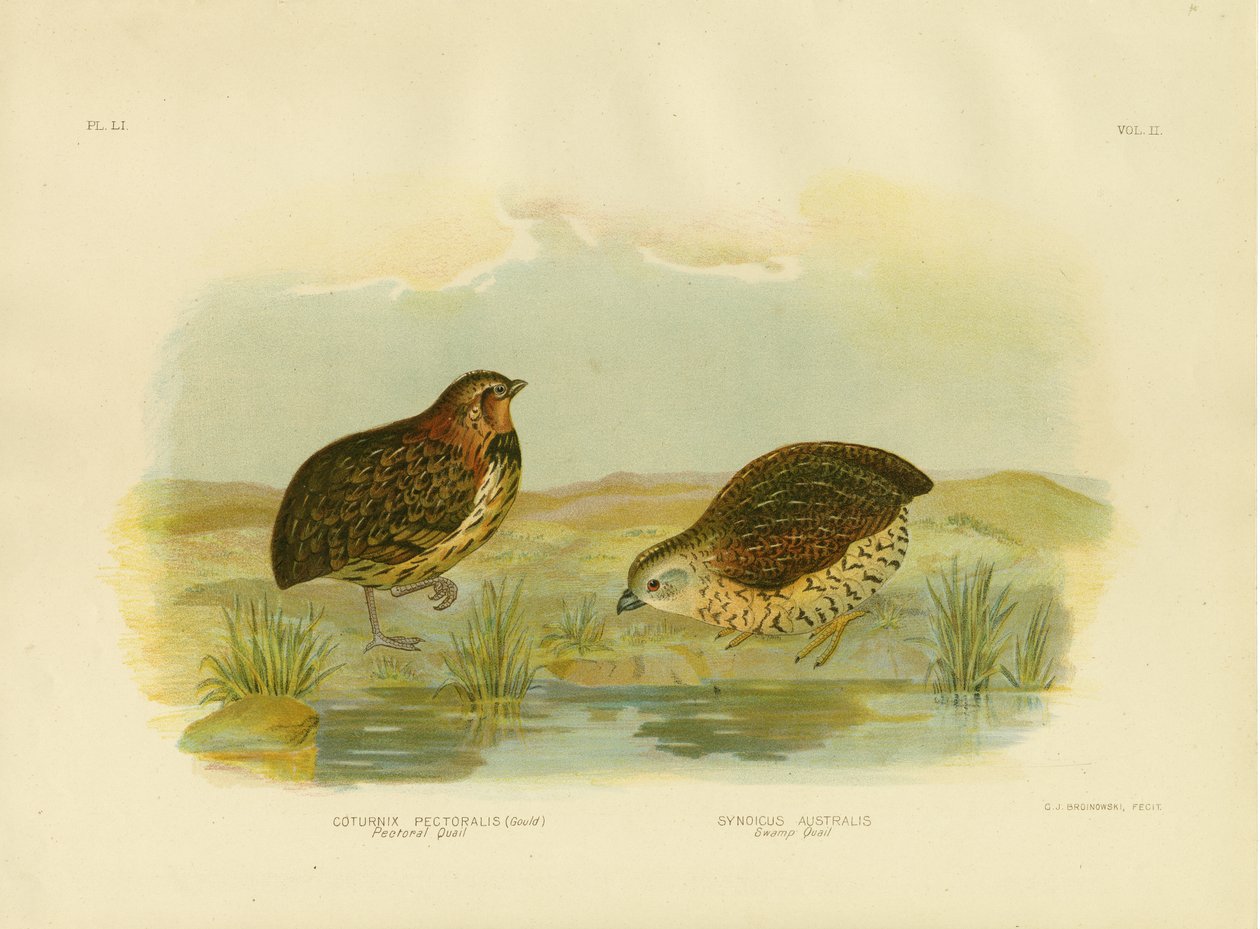 Göğüs Bıldırcını, 1891 by Gracius Broinowski
