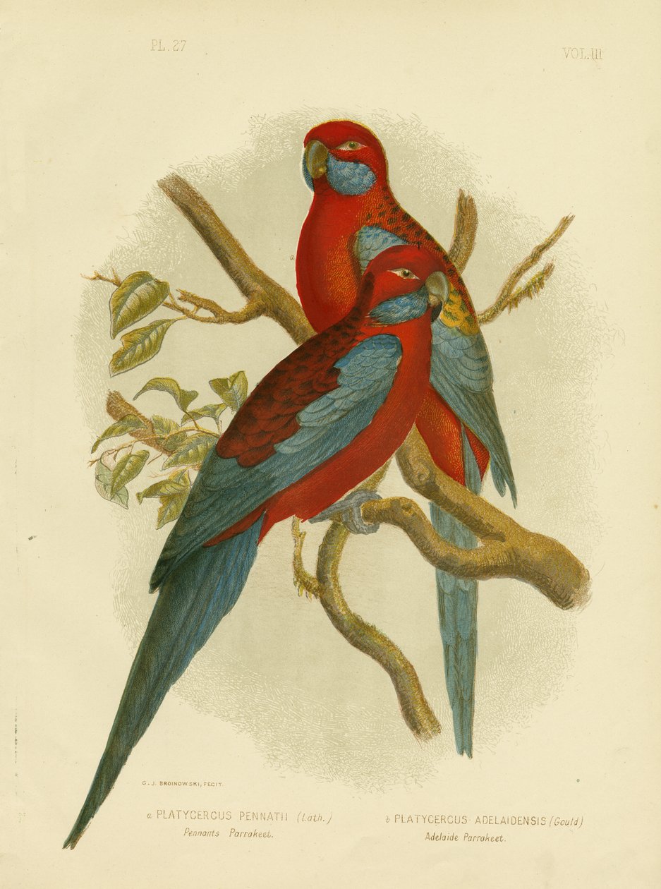 Flamalar Muhabbet Kuşu Veya Kızıl Rosella, 1891 by Gracius Broinowski