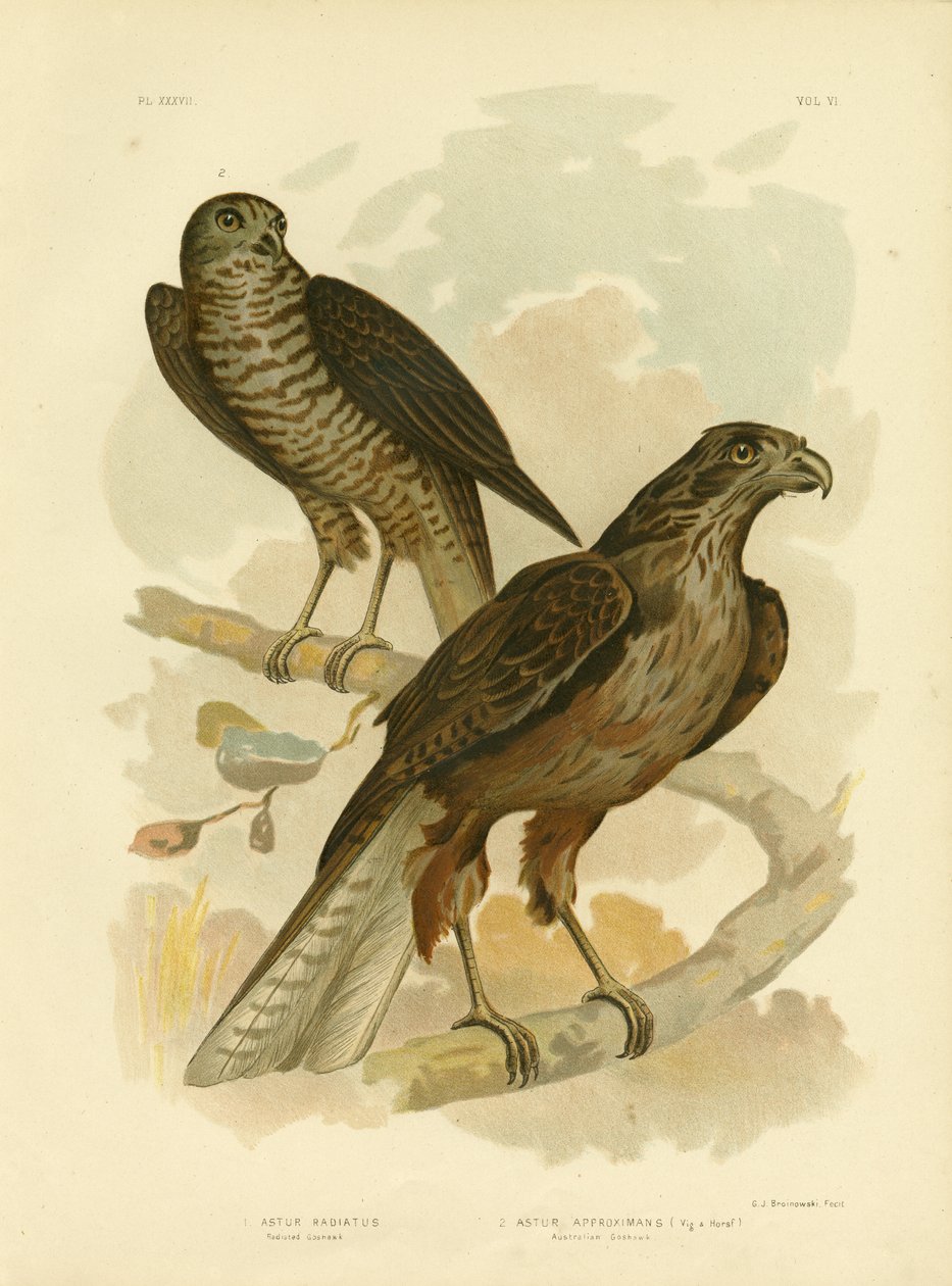Yayılan çakır kuşu, 1891 by Gracius Broinowski