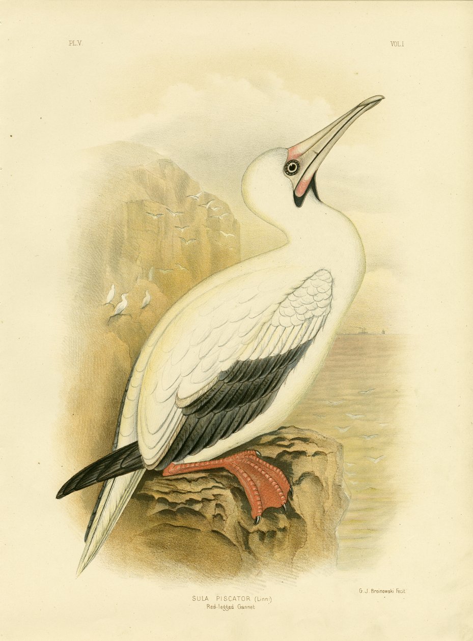 ರೆಡ್-ಲೆಗ್ಡ್ ಗ್ಯಾನೆಟ್, 1891 ಟರ್ಕ್ by Gracius Broinowski