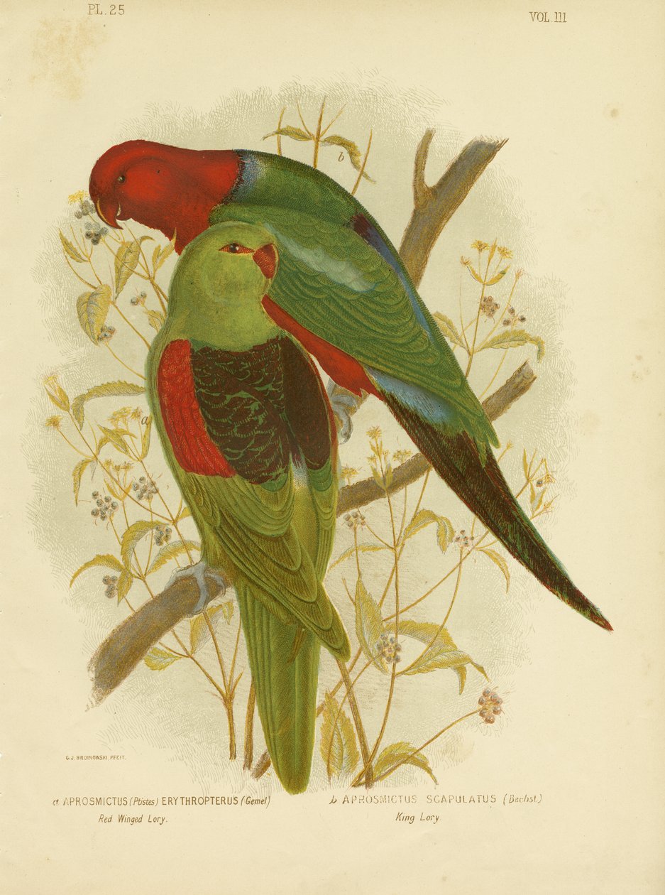 Kızıl Kanatlı Lori veya Kırmızı Kanatlı Papağan, 1891 by Gracius Broinowski