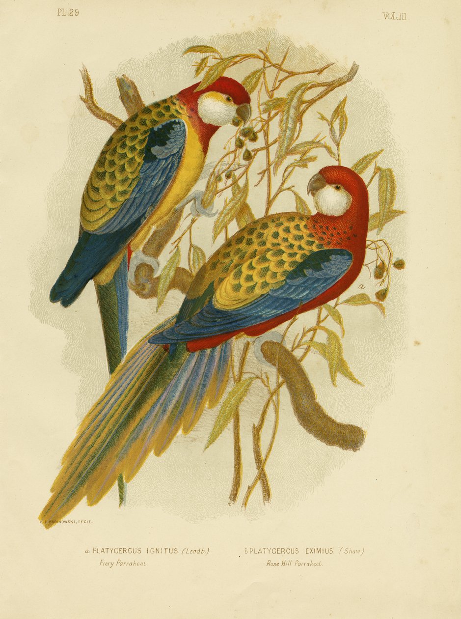 ರೊಸೆಲ್ಲಾ ಪ್ಯಾರಕೀಟ್ ಅಥವಾ ಈಸ್ಟರ್ನ್ ರೊಸೆಲ್ಲಾ, 1891 ಟರ್ಕ್ by Gracius Broinowski