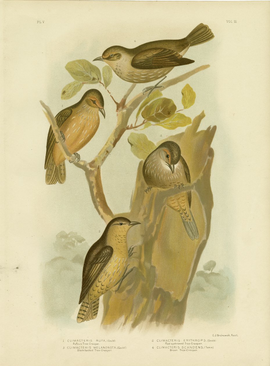 Kızıl Ağaç Sürüngeni, 1891 by Gracius Broinowski