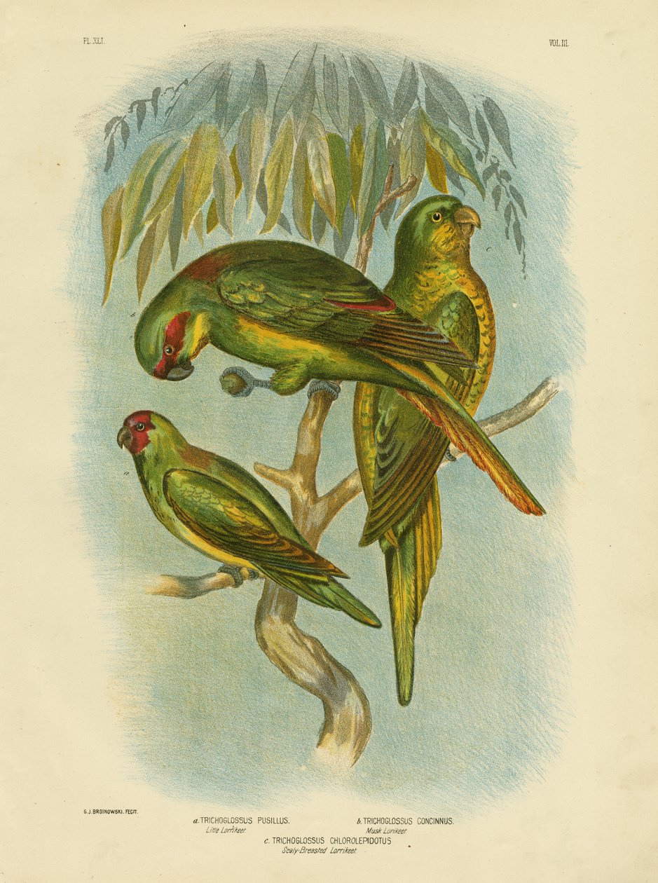 ಸ್ಕೇಲಿ-ಬ್ರೆಸ್ಟೆಡ್ ಲೋರಿಕೀಟ್, 1891 ಟರ್ಕ್ by Gracius Broinowski