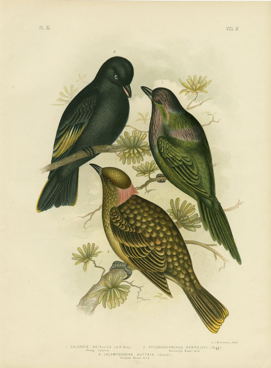 Parlayan Calornis Veya Metalik Starling veya Parlayan Starling, 1891 by Gracius Broinowski