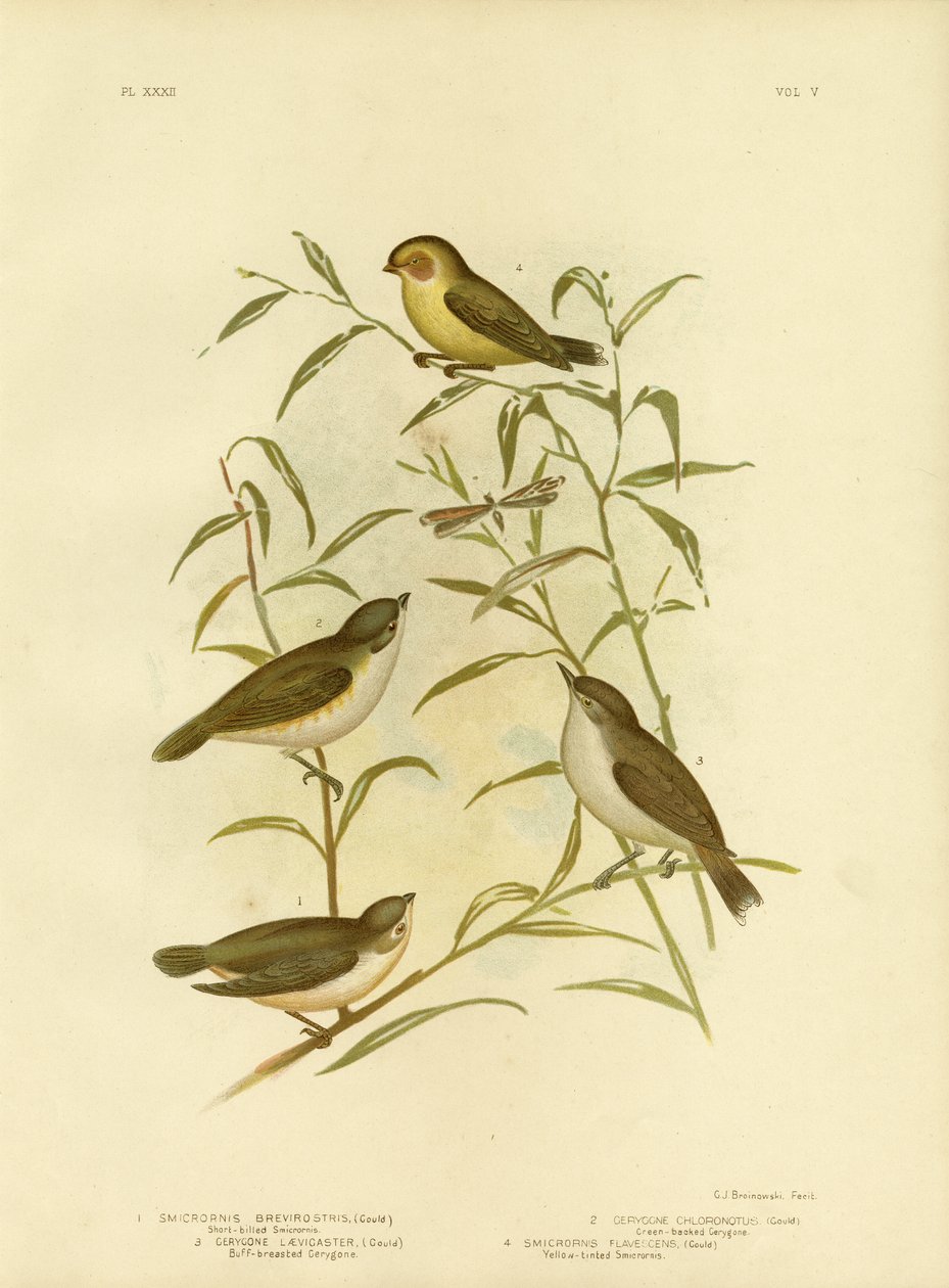 Kısa Faturalı Smicrornis Veya Weebill, 1891 by Gracius Broinowski