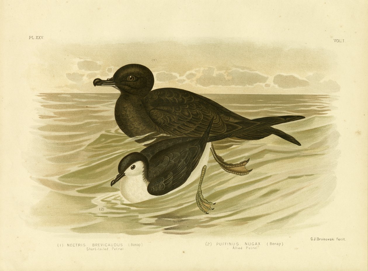 Kısa Kuyruklu Petrel, 1891 by Gracius Broinowski
