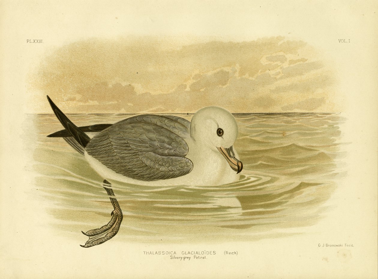 Simli-Gri Petrel, 1891 by Gracius Broinowski