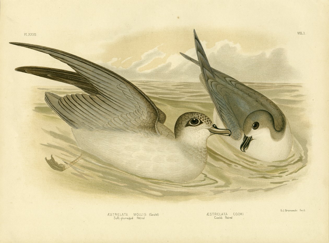 Yumuşak Tüylü Petrel, 1891 by Gracius Broinowski