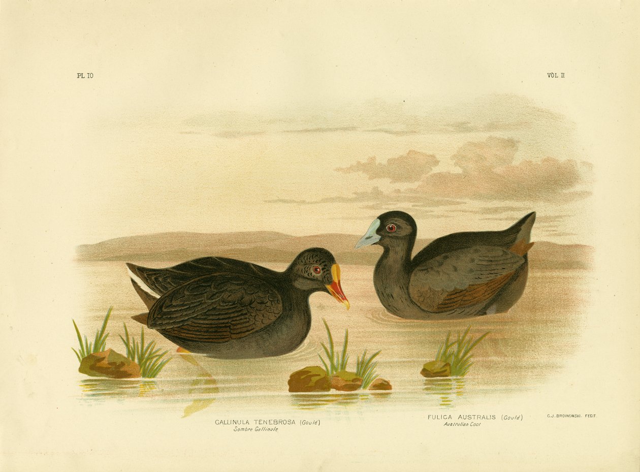Kasvetli Gallinule Veya Gölgeli Moorhen, 1891 by Gracius Broinowski