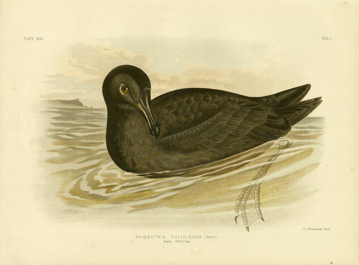 Kurumlu Albatros, 1891 by Gracius Broinowski