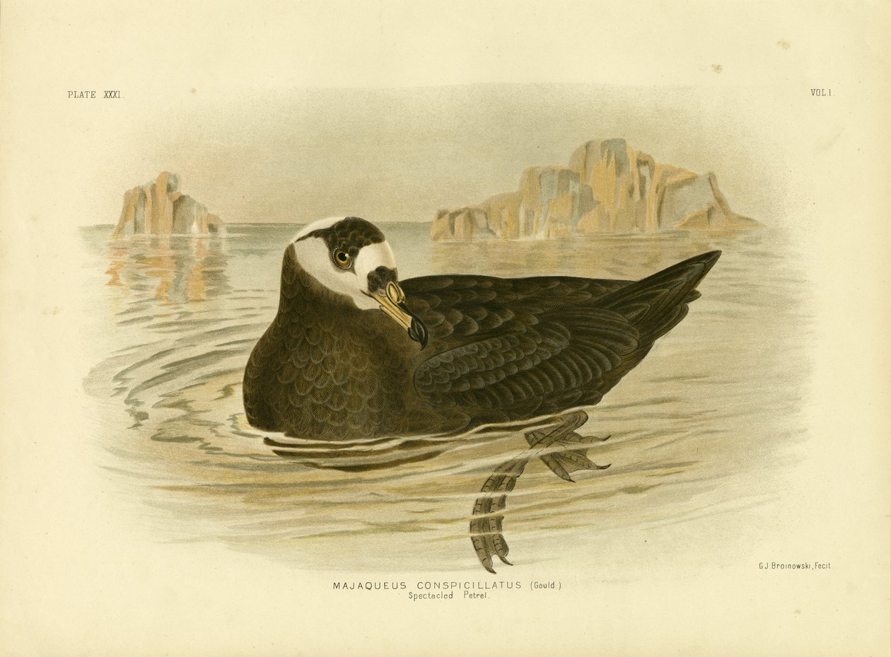 Gözlüklü Petrel, 1891 by Gracius Broinowski