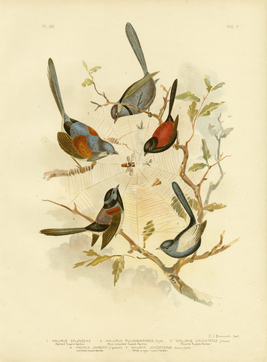 ಸ್ಪ್ಲೆಂಡಿಡ್ ಫೇರಿವ್ರೆನ್, 1891 ಟರ್ಕ್ by Gracius Broinowski