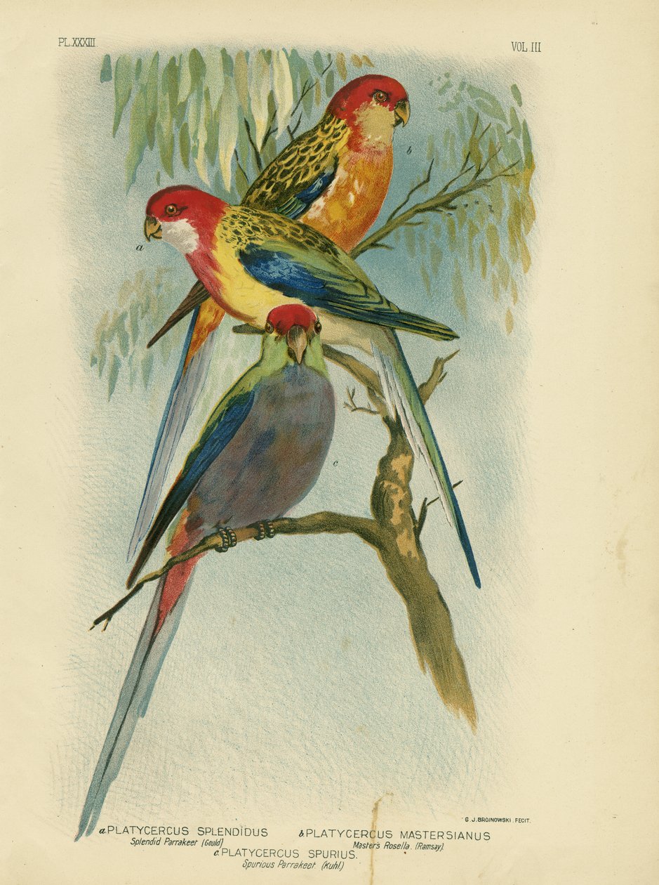Splendid Parakeet, 1891  by Gracius Broinowski
