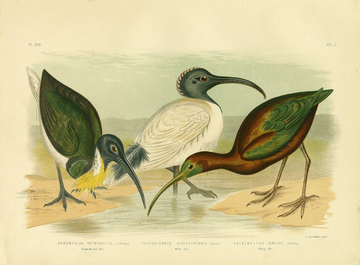 Saman Boyunlu Ibis, 1891 by Gracius Broinowski